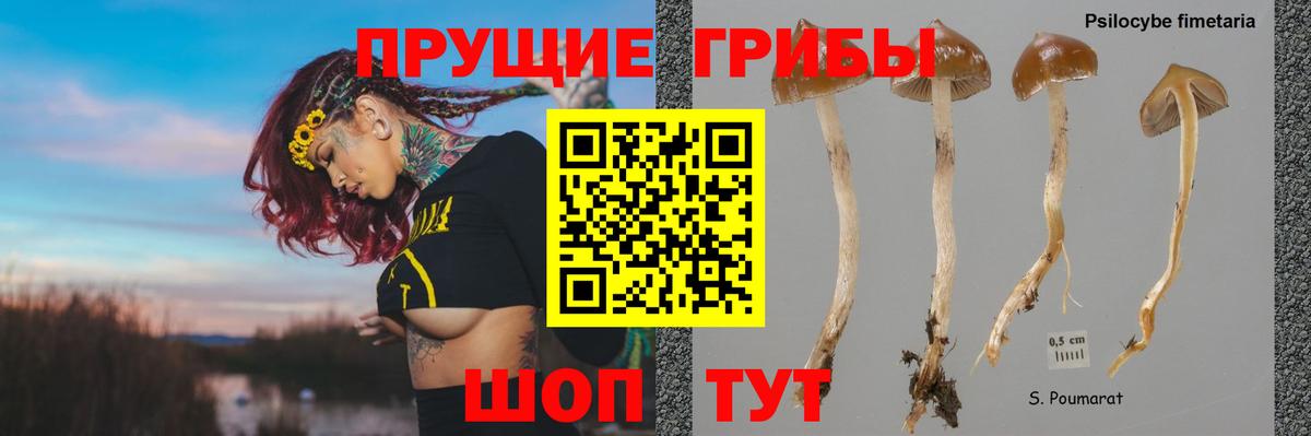 Псилоцибиновые грибы Psilocybe Раменское